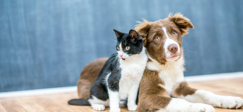 Who Gets the Dog in A Divorce: Pet Custody Tips